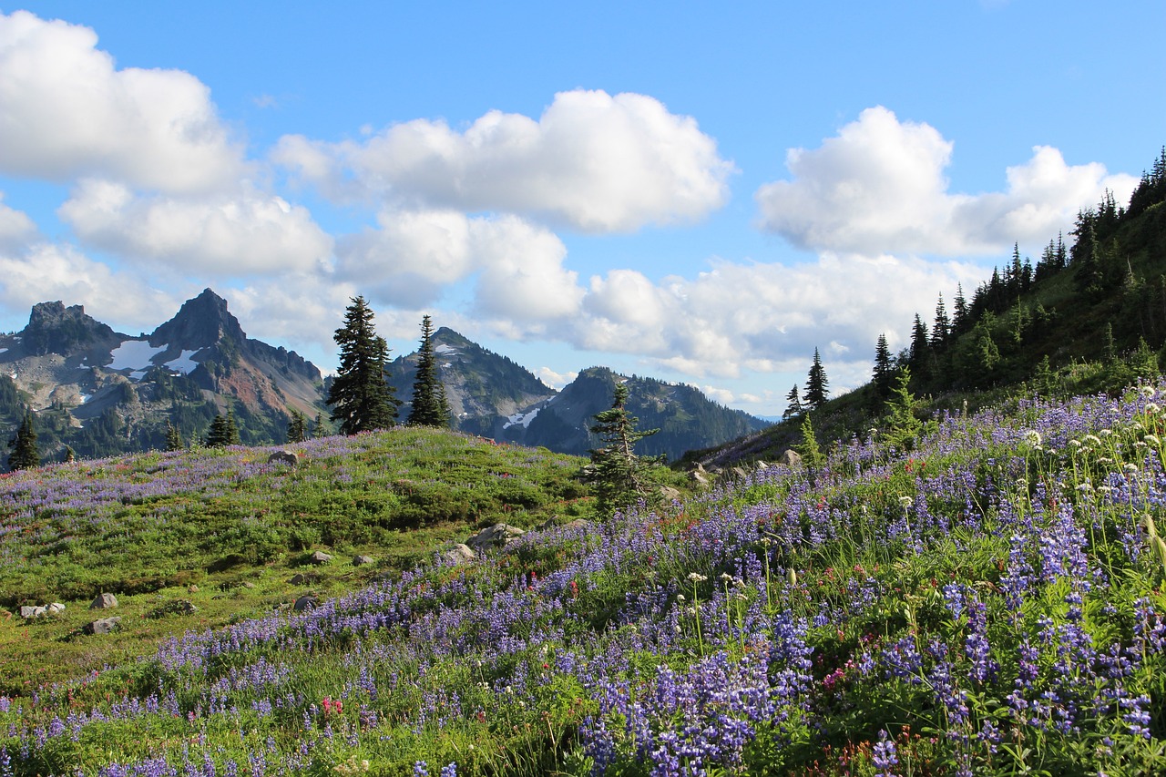 Eco-Friendly Ways to Enjoy the United States’ Mount Rainier